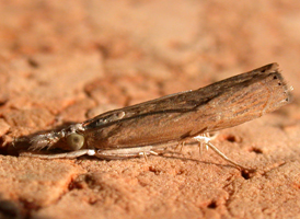 Bluegrass Webworm